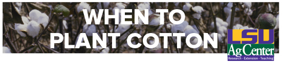 When to Plant Cotton
